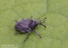 krytonosec šešulový (Brouci), Ceutorhynchus obstrictus (Marsham, 1802) (Coleoptera)